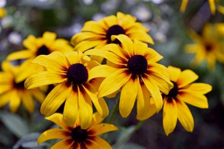 Bounty Hunter (Eurasian Gaming) slot