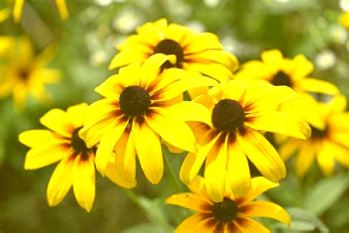 Lucky Lager x9990 slot machine