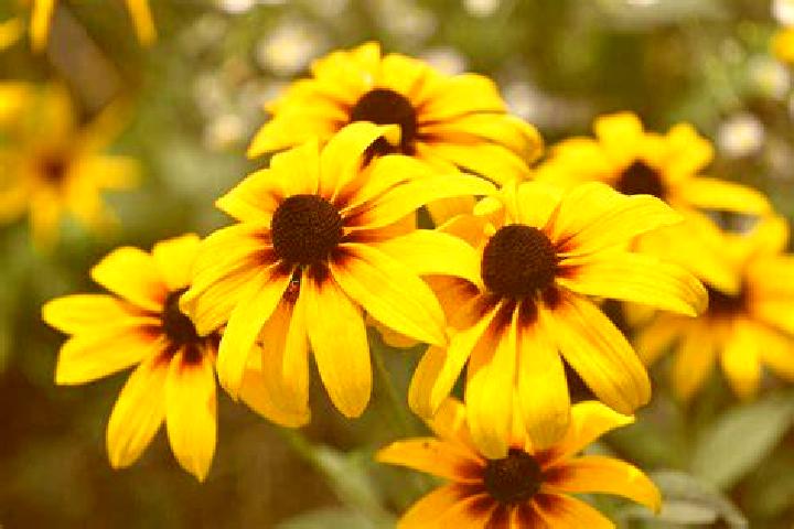 Montezuma (Swintt) slot