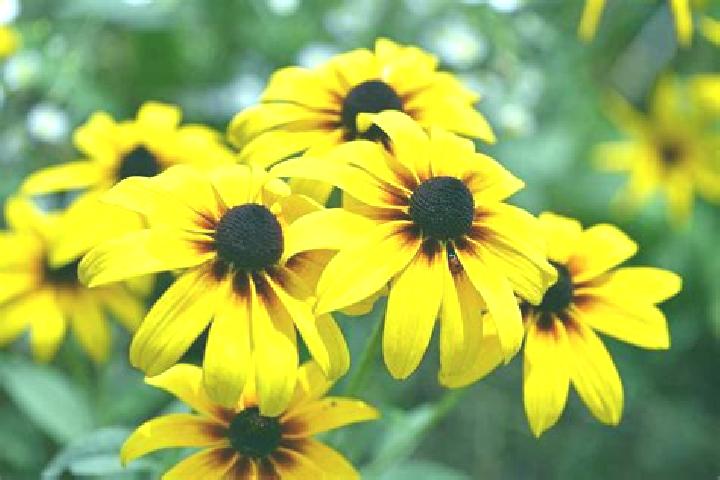 Pharao s Riches GDN online slot