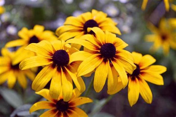 Tesla Power slot machine